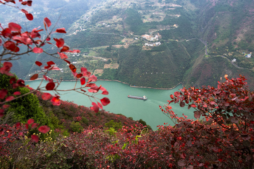 船舶行駛在紅葉掩映下的長江三峽重慶市巫山縣水域（2023年11月30日攝）。新華社記者 肖藝九 攝