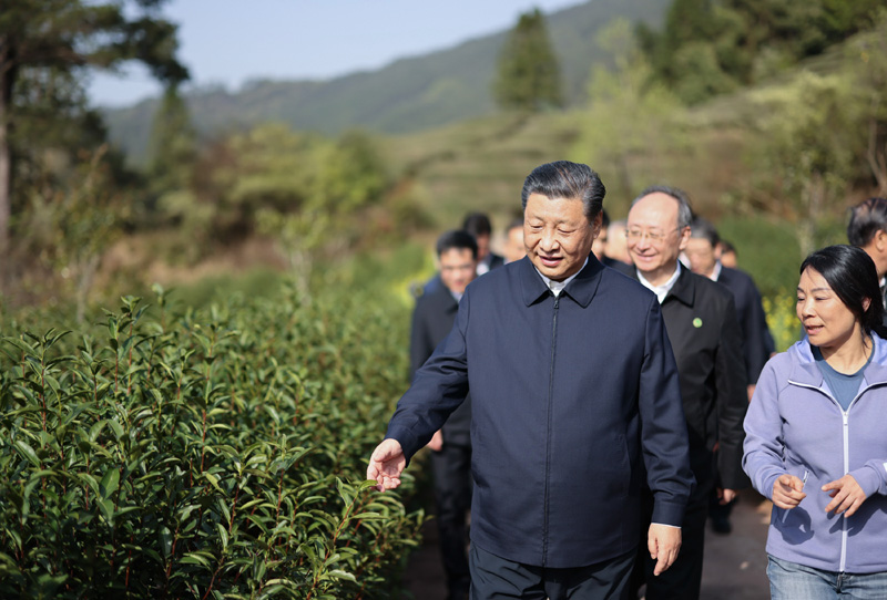 2021年3月22日下午，習(xí)近平在福建省南平市武夷山市星村鎮(zhèn)燕子窠生態(tài)茶園，察看春茶長勢，了解當(dāng)?shù)夭璁a(chǎn)業(yè)發(fā)展情況。
