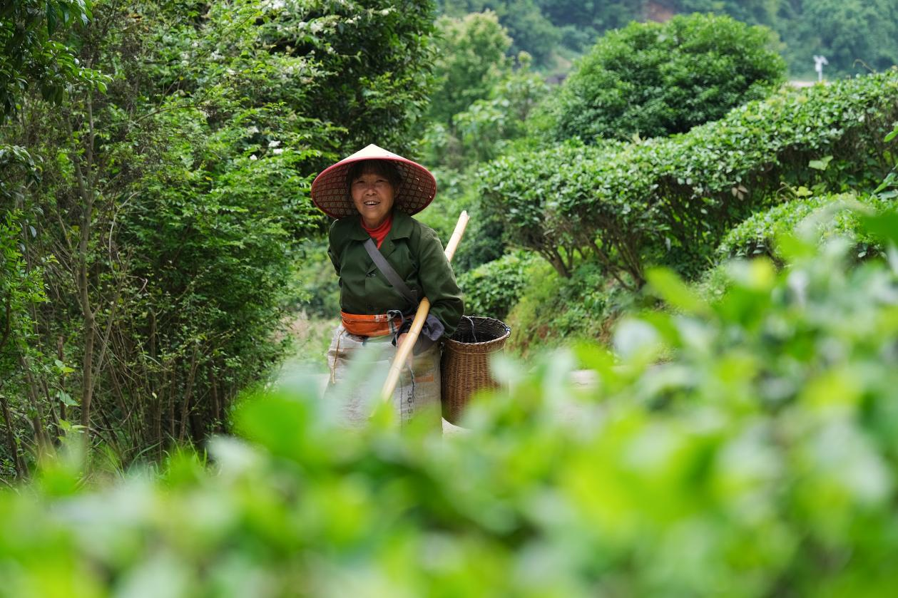 2024年4月24日，湖南省衡陽市耒陽市龍?zhí)伶?zhèn)江頭貢茶葉種植專業(yè)合作社，村民在茶山采摘茶葉，實現(xiàn)了家門口就業(yè)。