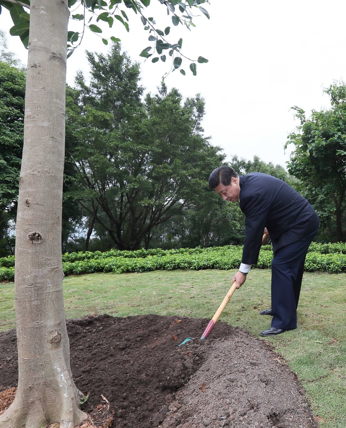 2012年12月8日，習(xí)近平在深圳蓮花山公園種下一棵高山榕樹。