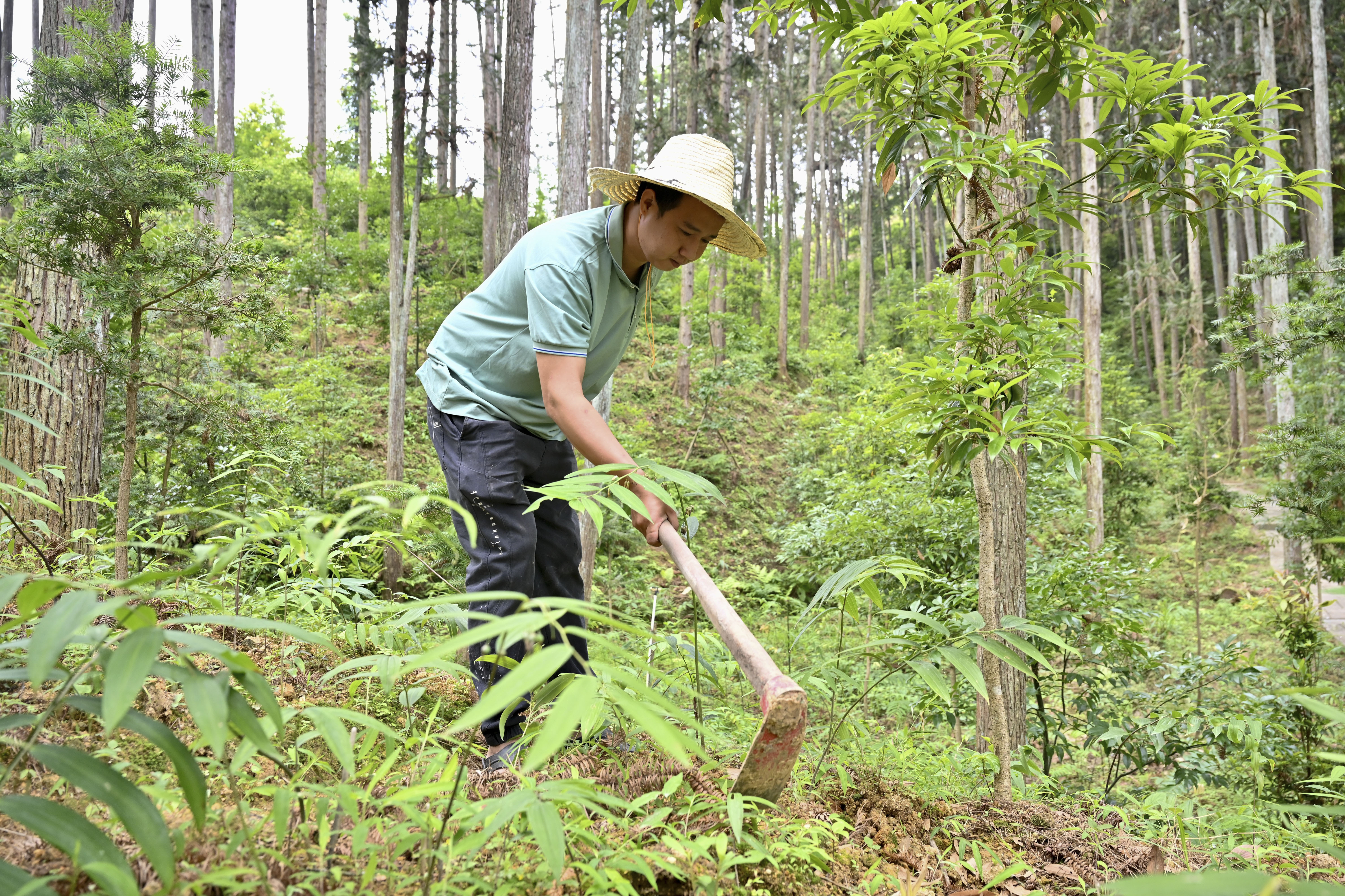 2024年5月9日，福建省三明市馬巖林下經(jīng)濟(jì)種植示范基地工人在管理林下種植的多花黃精。