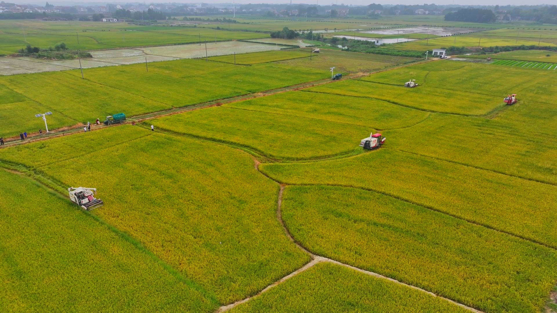 數(shù)臺(tái)收割機(jī)同時(shí)作業(yè)。常德市鼎城區(qū)融媒體中心供圖