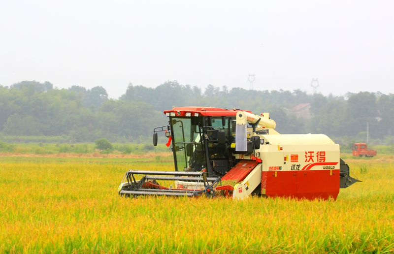 早稻收割忙，農(nóng)機(jī)來助力。常德市鼎城區(qū)融媒體中心供圖