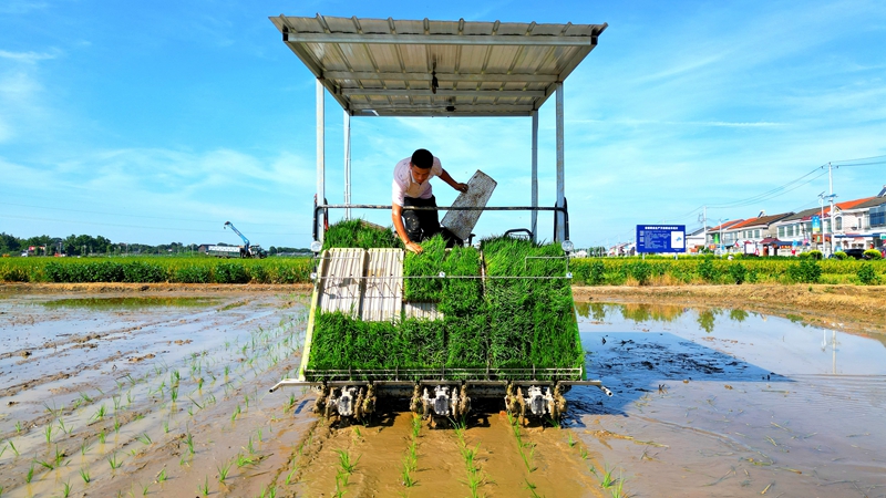 戴宏在無人駕駛的插秧機(jī)上作業(yè)。常德日?qǐng)?bào)社 王明睿 攝