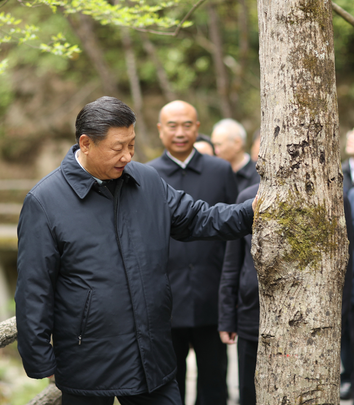 　2020年4月，習(xí)近平總書記來(lái)到位于商洛市柞水縣的秦嶺牛背梁國(guó)家級(jí)自然保護(hù)區(qū)，考察秦嶺生態(tài)保護(hù)情況。新華社記者 鞠鵬 攝