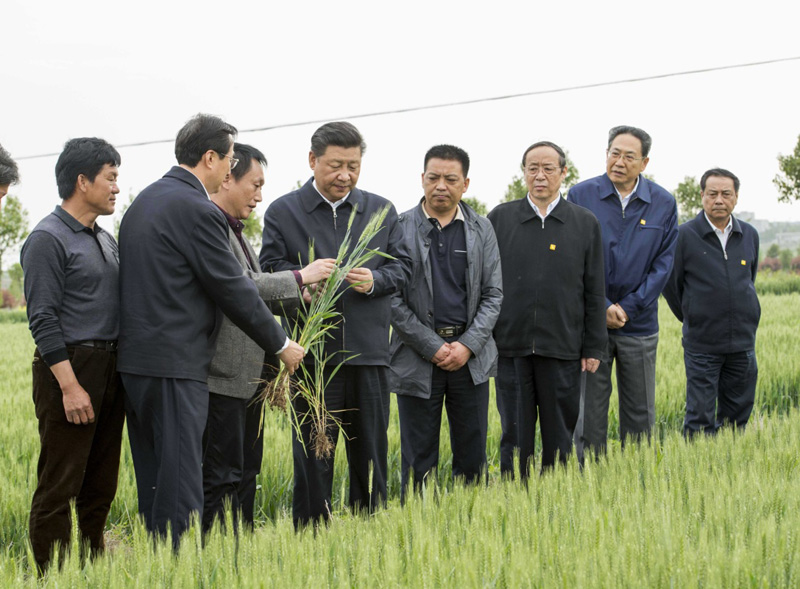 2016年4月25日下午，習(xí)近平在安徽滁州市鳳陽(yáng)縣小崗村察看小麥長(zhǎng)勢(shì)。左一為種糧大戶程夕兵。新華社記者 李學(xué)仁 攝