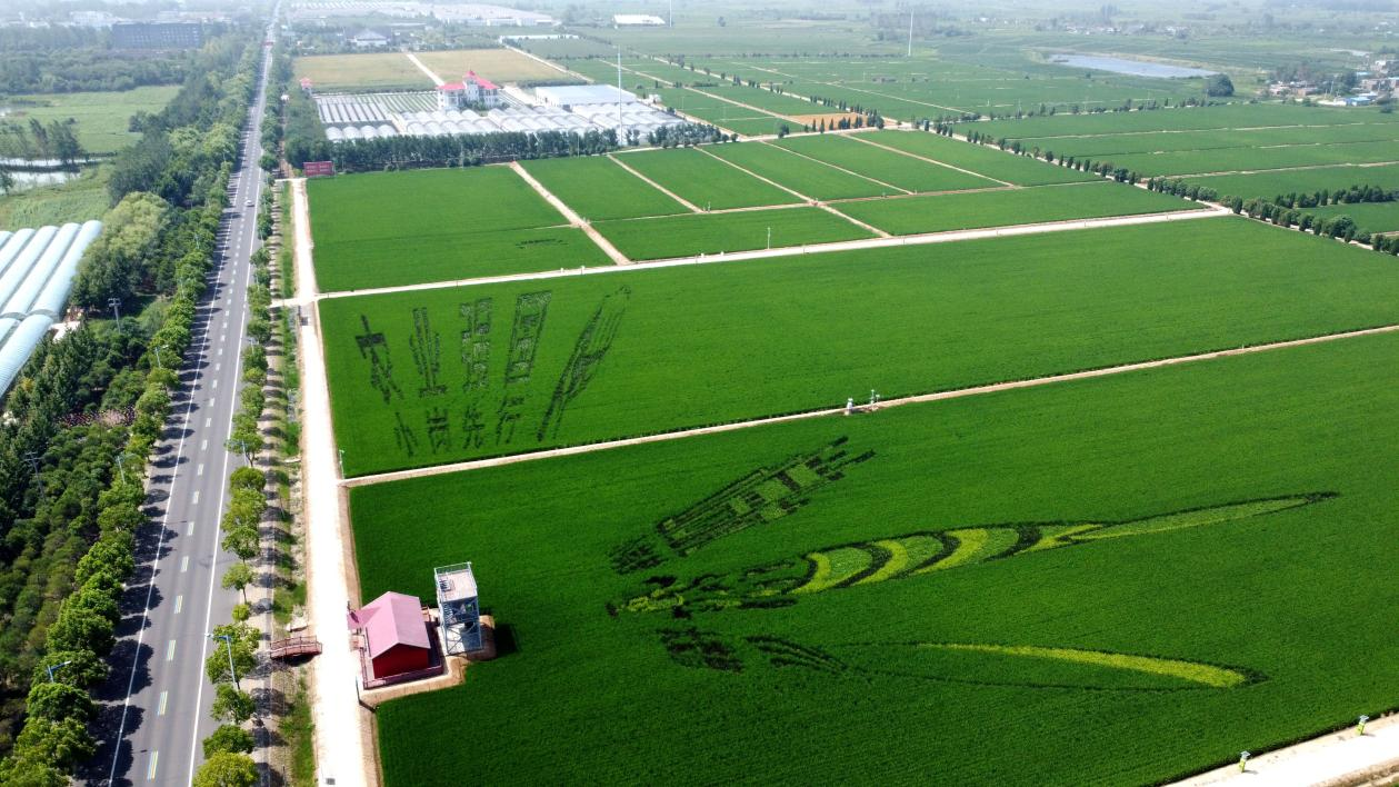 俯瞰小崗村高標(biāo)準(zhǔn)農(nóng)田。鳳陽(yáng)縣委宣傳部供圖