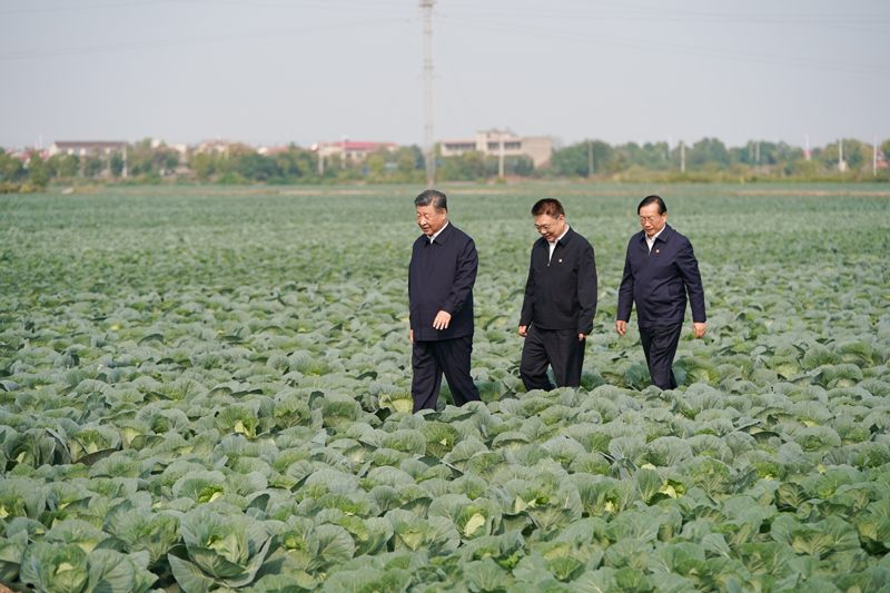 2024年11月5日，習(xí)近平總書記在湖北嘉魚潘家灣鎮(zhèn)十里蔬菜長廊考察。