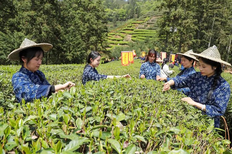 2025年4月13日，福建武夷山市星村鎮(zhèn)朝陽村茶農(nóng)在生態(tài)茶園展示采茶。新華社發(fā)（邱汝泉 攝）
