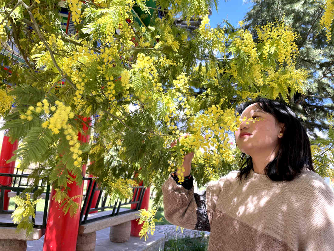 游客仔細(xì)觀賞黃絨絨的金合歡花。