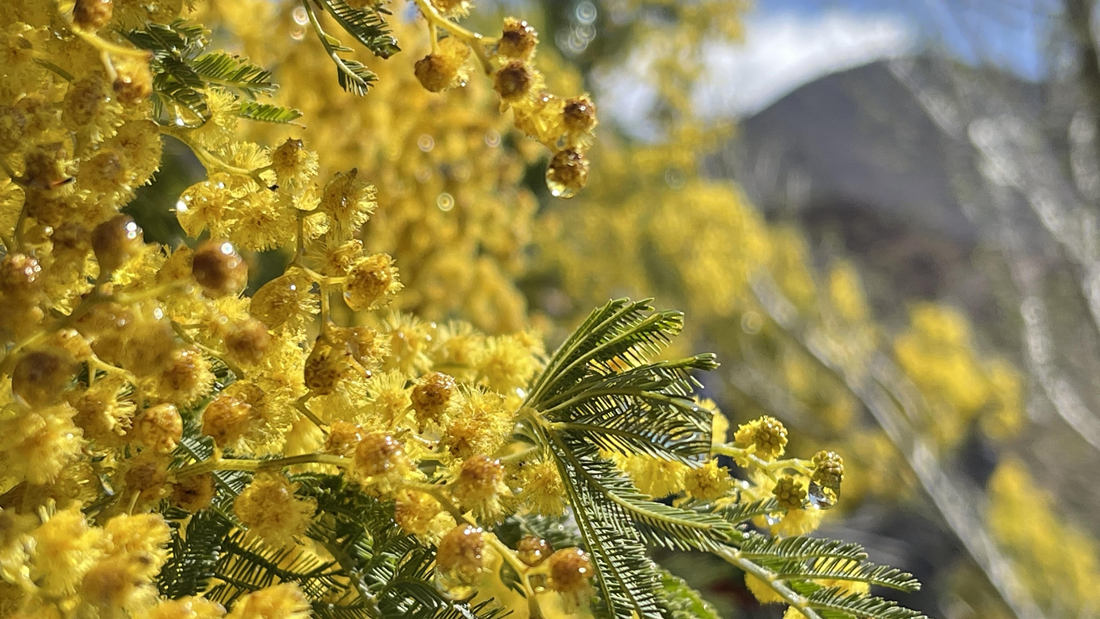 清晨帶著露珠的金合歡花。