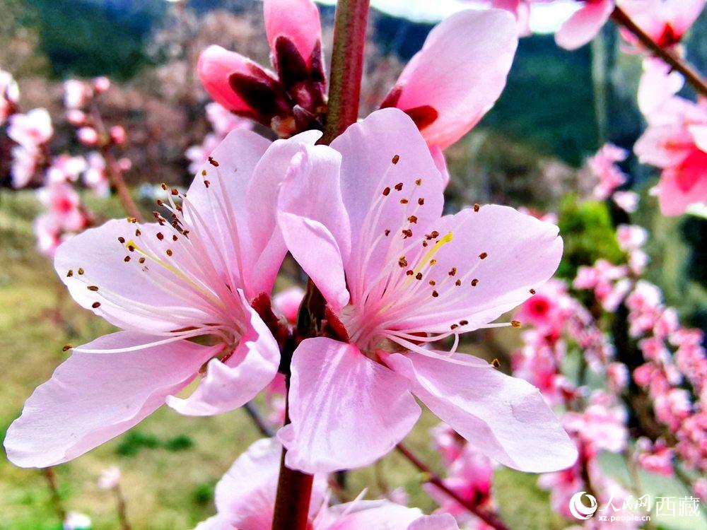 林芝桃花開。人民網(wǎng) 李海霞攝