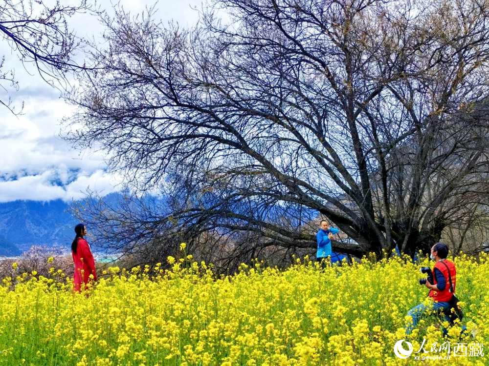 游客在桃花下拍照留念。人民網(wǎng) 李海霞攝