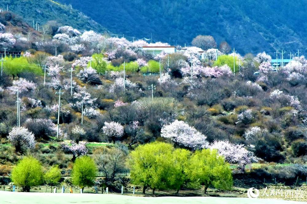 村莊掩映在桃花林中。人民網(wǎng) 李海霞攝