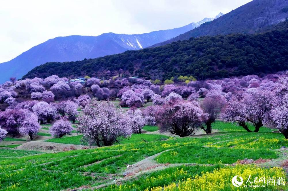 一樹樹野桃花開得正艷。人民網(wǎng) 李海霞攝