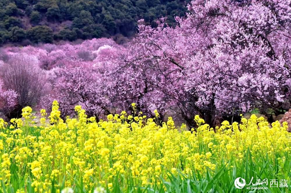 桃花與油菜花交相輝映。人民網(wǎng) 李海霞攝