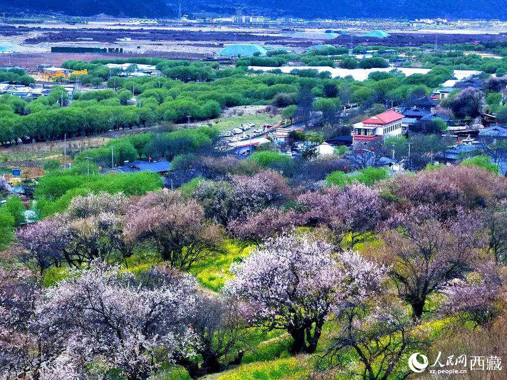 漫山開放的野桃花。人民網(wǎng) 李海霞攝