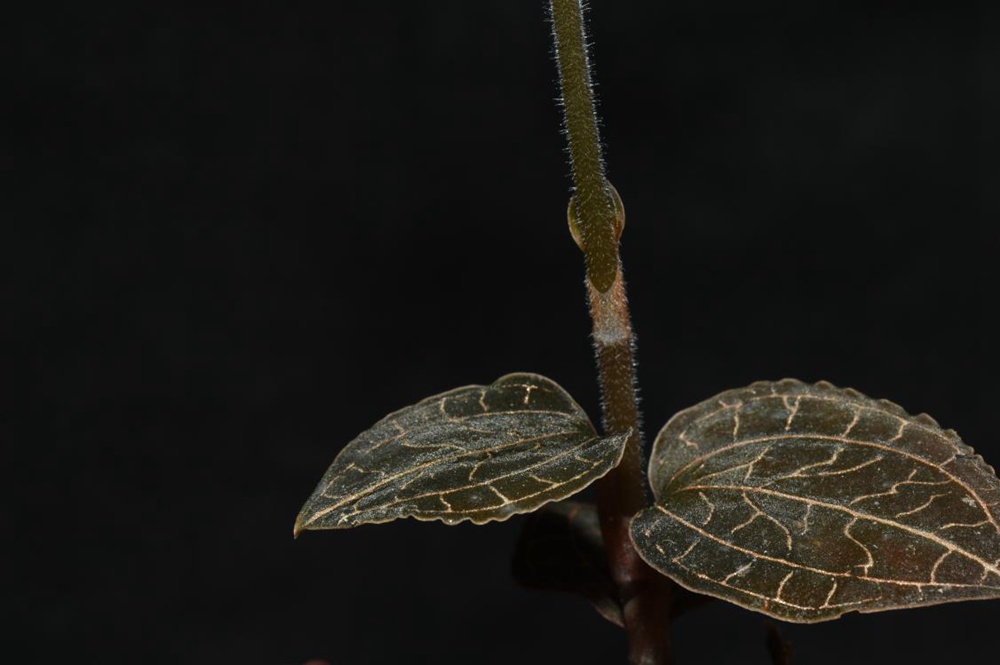墨脫金線蘭。金效華攝