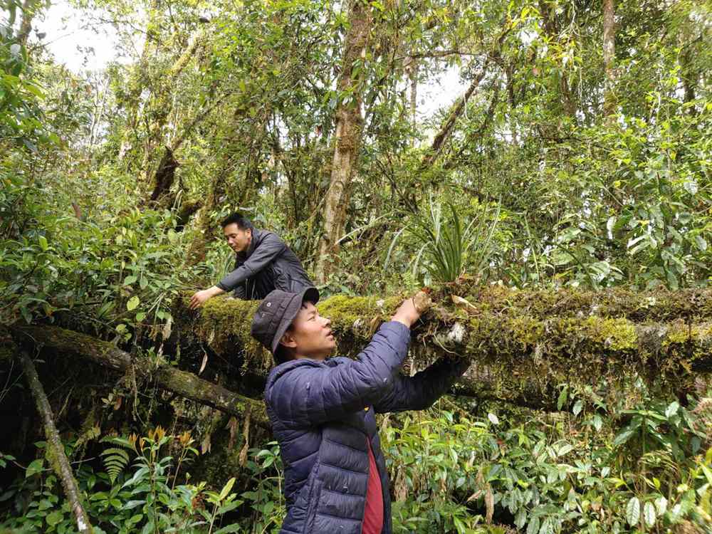 蘭花歸野。圖片由山水自然保護(hù)中心提供