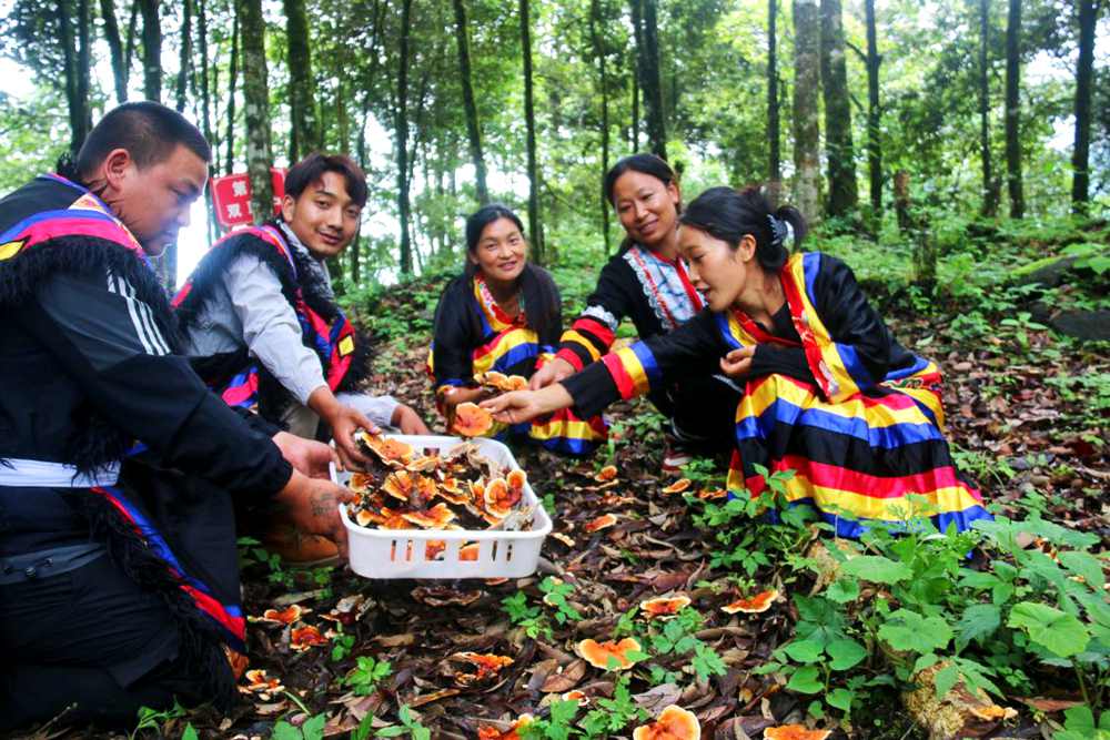 村民采摘林芝。次仁央宗攝