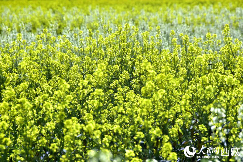 盛開的小油菜花。人民網(wǎng) 李海霞攝