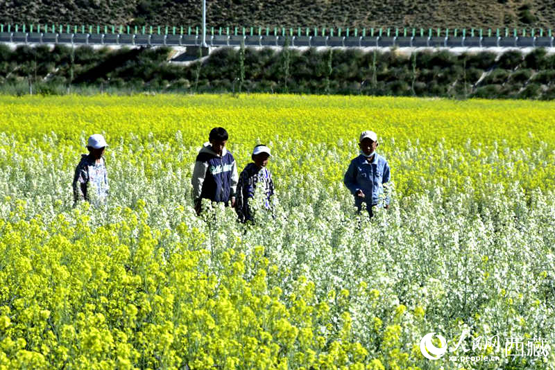 小孩在油菜花田嬉戲。人民網(wǎng) 李海霞攝