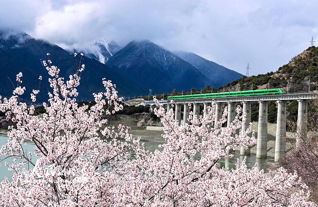 西藏林芝：雪域高原列車穿越花?！?】