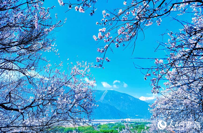 藍天與桃花相映成趣。 人民網(wǎng) 李海霞攝