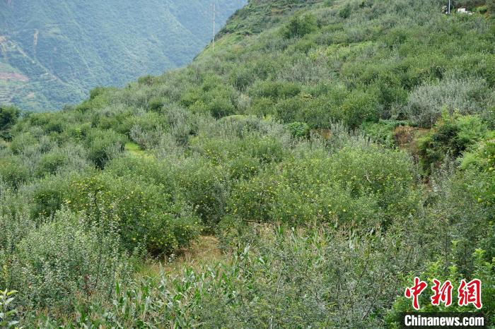 黃草坪村蘋(píng)果基地?！∽g 攝