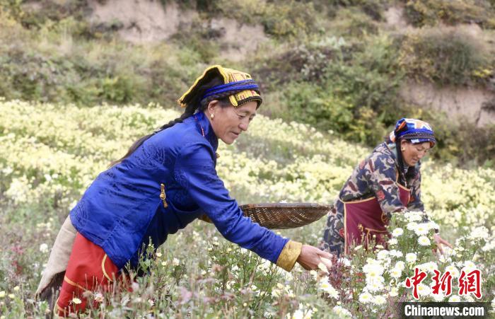 黑水村民在采摘杭白菊。桐鄉(xiāng)市宣傳部提供