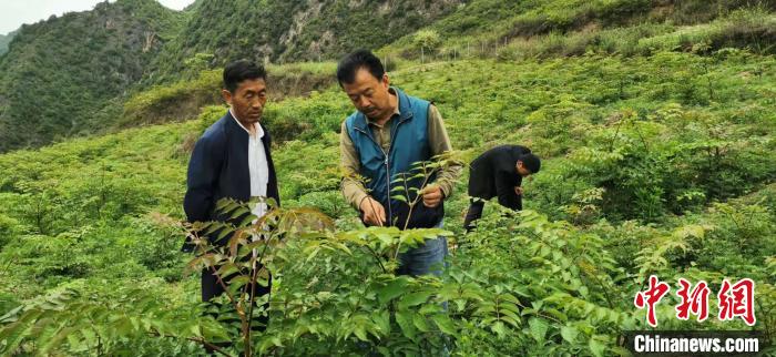 圖為張金利調(diào)研適合阿拉村種植的農(nóng)作物，經(jīng)過(guò)不斷改良技術(shù)后，產(chǎn)量大大提高。(資料圖)甘肅省水利廳供圖