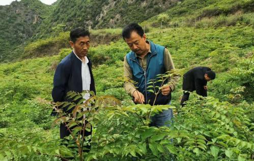 圖為張金利調(diào)研適合阿拉村種植的農(nóng)作物，經(jīng)過(guò)不斷改良技術(shù)后，產(chǎn)量大大提高。(資料圖)甘肅省水利廳供圖