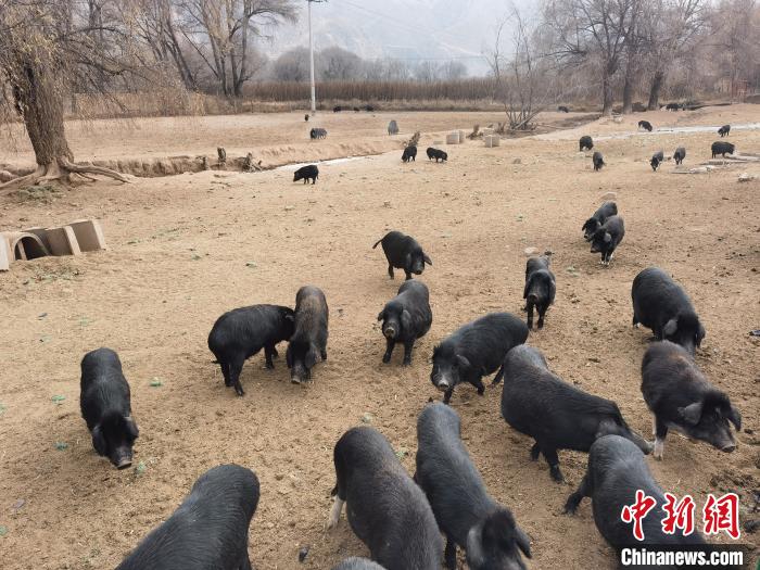 圖為藏香豬。　祁增蓓 攝