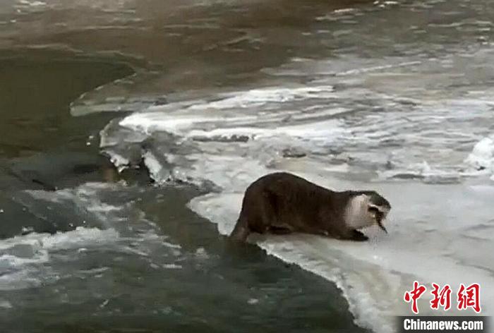 四川色達(dá)：首次拍到國家二級保護動物小爪水獺冰面捕食
