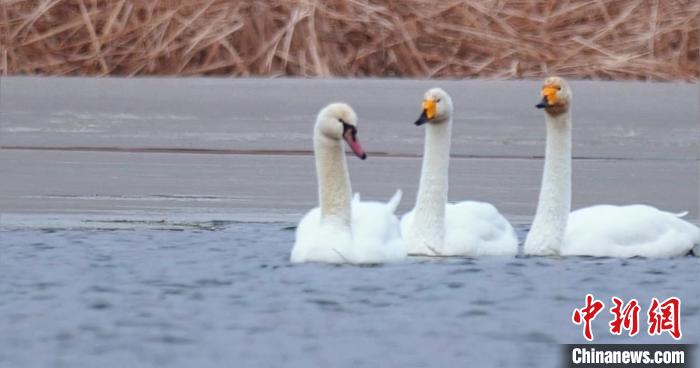 圖為疣鼻天鵝與大天鵝?！∏嗪夜珗@觀鳥協(xié)會(huì)供圖 攝