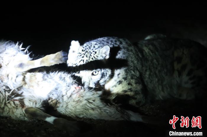 長江源、瀾滄江源啟動旗艦物種雪豹及棲息地保護(hù)項(xiàng)目