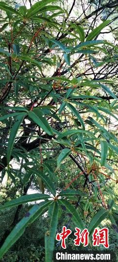 被稱為植物界“大熊貓”的五小葉槭植物。　康定市委宣傳部供圖