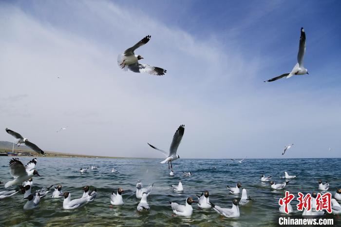 圖為水鳥在青海湖飛翔?！●R銘言 攝