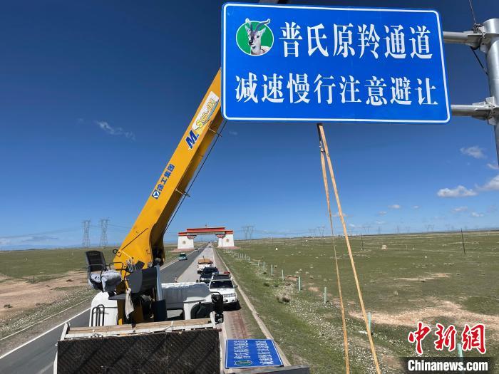 圖為青海省海北州剛察縣設立的普氏原羚通道警示牌?！∏嗪Ｊ『１敝萑嗣駲z察院供圖