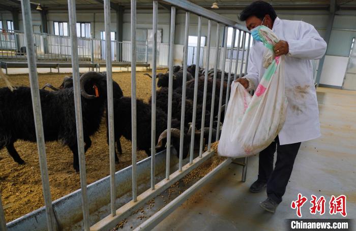 圖為飼養(yǎng)員給黑藏羊喂食?！●R銘言 攝