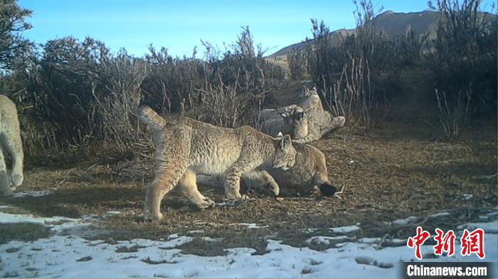 圖為紅外相機拍攝到的猞猁?！∑钸B山國家公園青海省管理局供圖