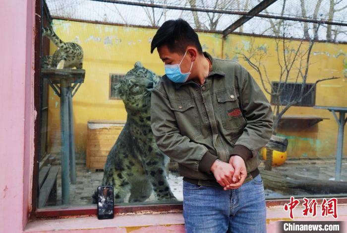 圖為雪豹“奶爸”史壽軍直播休息時與雪豹互動。　馬銘言 攝