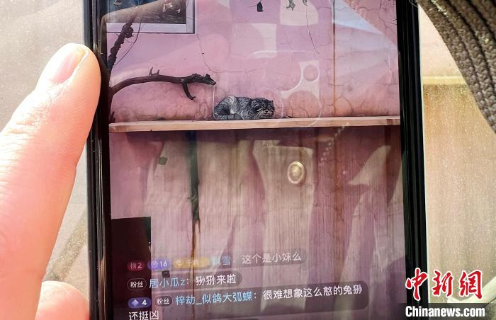 圖為雪豹“奶爸”史壽軍正在直播?！●R銘言 攝