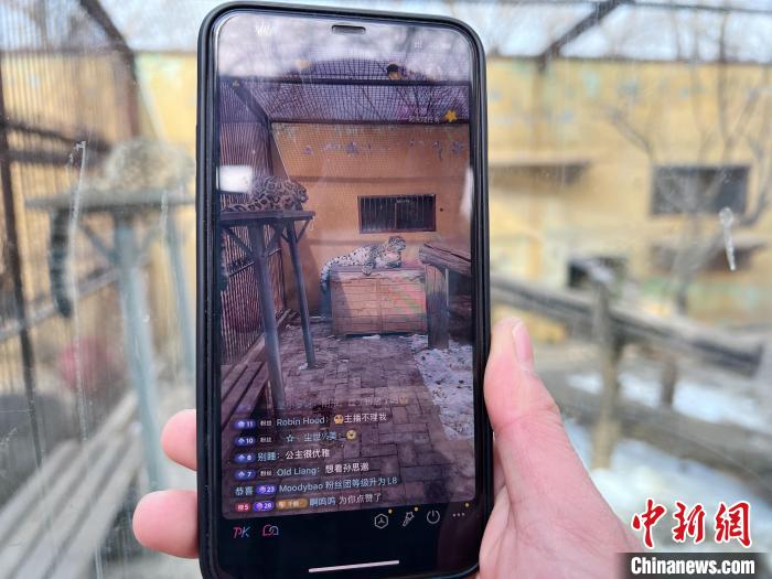 圖為雪豹“奶爸”史壽軍正在直播?！●R銘言 攝