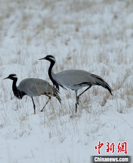 在若爾蓋濕地的蓑羽鶴?！∩袞|機(jī) 攝