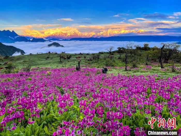 春天的牛背山花海?！∮稳仄?攝