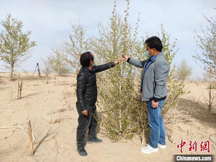 柴達(dá)木盆地的護(hù)林員：守護(hù)，只為那一片綠