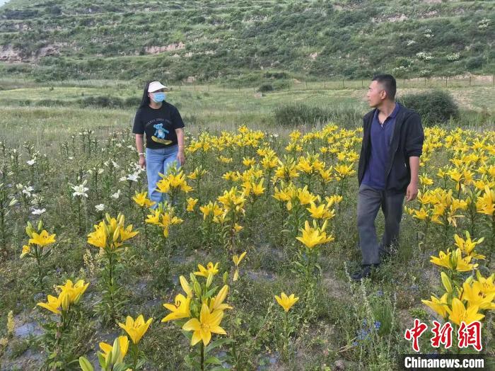 村民采摘百合花?！∪捞量h委宣傳部供圖