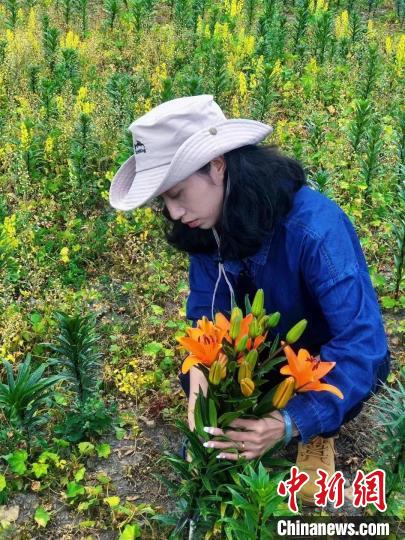 村民采摘百合花?！∪捞量h委宣傳部供圖
