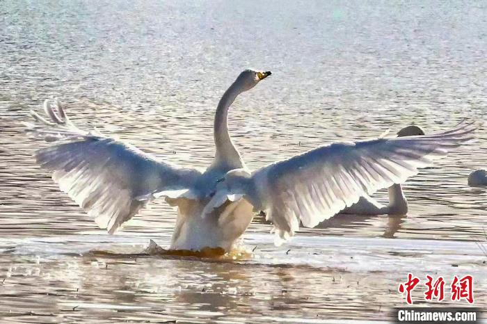 圖為一只大天鵝在水中沐浴?！?yán)桉 攝